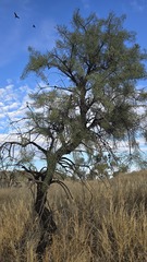 (c) Petra Holland, some rights reserved (CC BY) Hakea divaricata, photograph (c) Petra Holland, some rights reserved (CC BY)