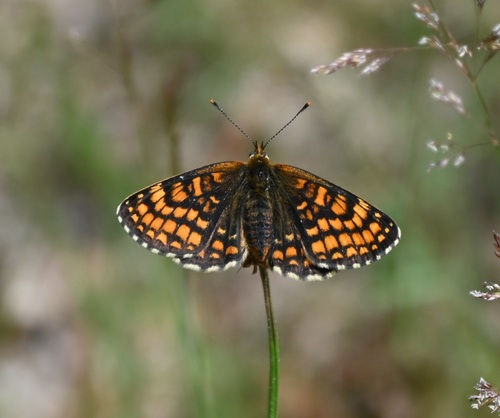 Heath Fritillary, Hoenderloo, Nederland, photo 8 of 10