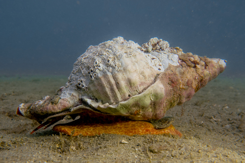 Knobbed Triton Snail