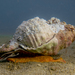 Knobbed Triton Snail - Photo (c) lcolmer, some rights reserved (CC BY-NC), uploaded by lcolmer