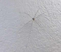 Cosmobunus granarius