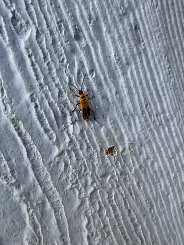 Goldenrod Soldier Beetle