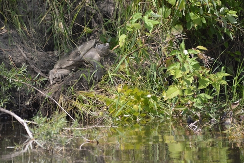 Common Snapping Turtle