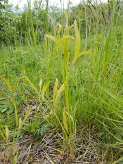 Puccinia sii-falcariae