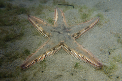 Astropecten polyacanthus image
