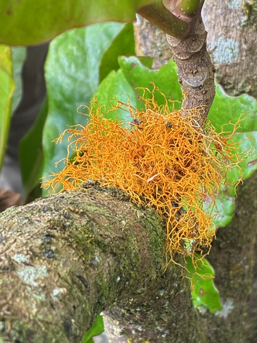 Teloschistes flavicans observed 2026-08-23