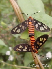 Amata huebneri