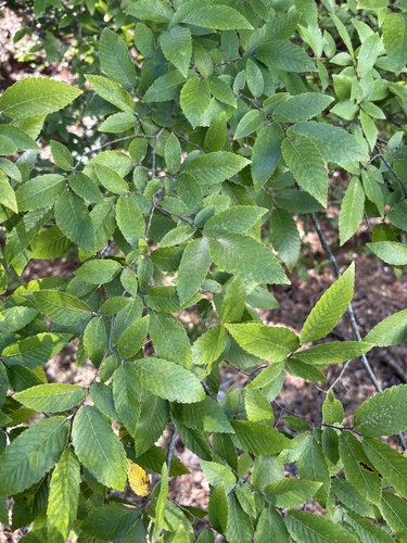 Ulmus alata, photograph 6