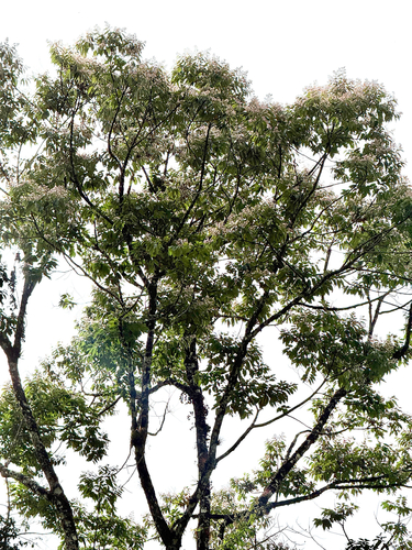 Trichospermum observed 2026-08-23