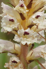 Orobanche picridis