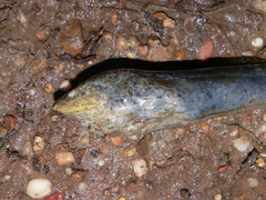 Synbranchus marmoratus