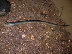 Synbranchus marmoratus