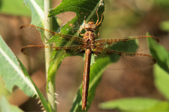 Neurocordulia xanthosoma