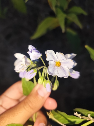 Solanum bonariense, photograph 6
