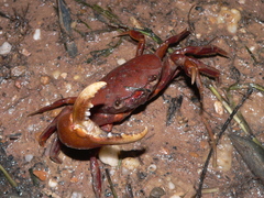 Trichodactylidae
