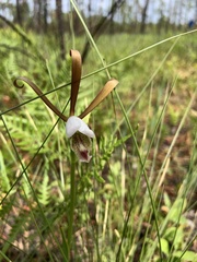 Cleistesiopsis