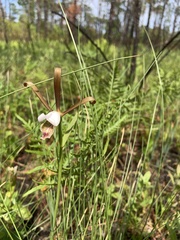 Cleistesiopsis