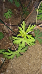 Geranium bicknellii