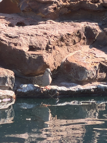 Inca Dove