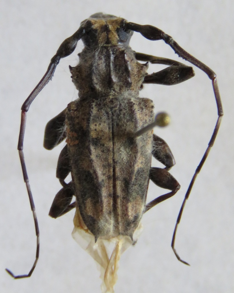 Steirastoma melanogenys