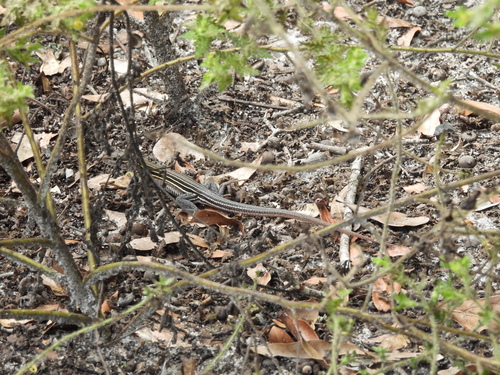 Six-lined Racerunner