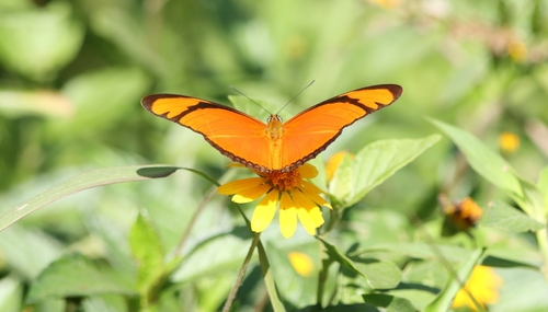 Dryas iulia alcionea