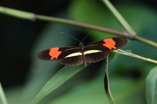 Heliconius erato phyllis