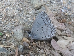 Celastrina echo nigrescens