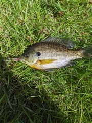 Lepomis macrochirus macrochirus