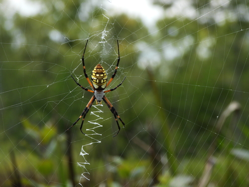 Yellow Garden Spider
