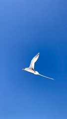 Phaethon lepturus catesbyi