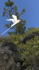 Phaethon lepturus catesbyi