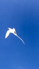 Phaethon lepturus catesbyi