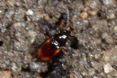 Elaphropus
