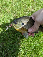 Lepomis macrochirus macrochirus