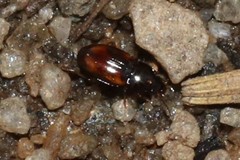 Elaphropus