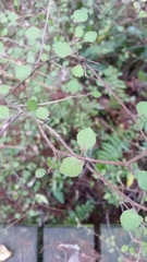 Streblus heterophyllus