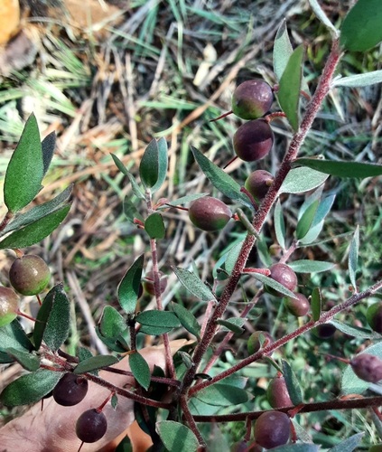 Persoonia myrtilloides observed 2026-08-18