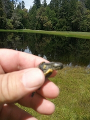 Actinemys marmorata marmorata