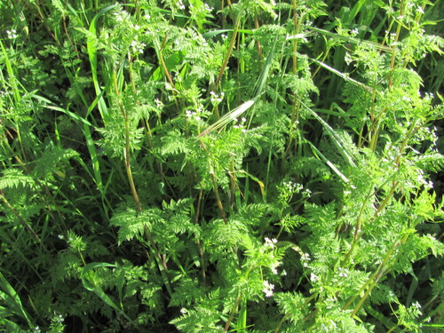 Anthriscus caucalis