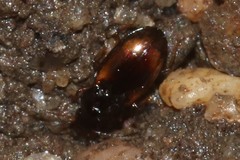 Elaphropus
