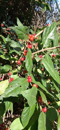 Amur honeysuckle