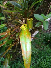 Pleurothallis dibolia