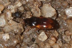 Elaphropus