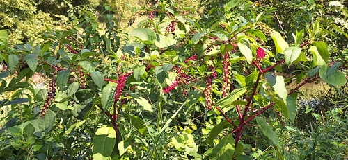 American pokeweed (Phytolacca americana)