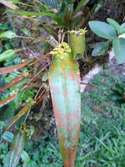 Pleurothallis dibolia