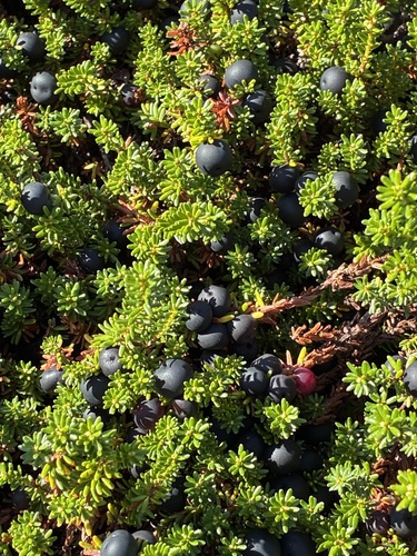 black crowberry