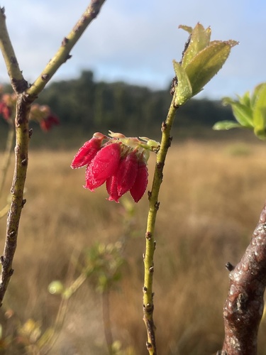 Gaylussacia brasiliensis, 2026-08-23