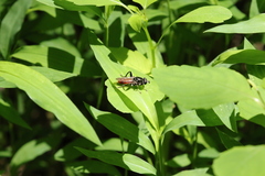 Xylota bicolor