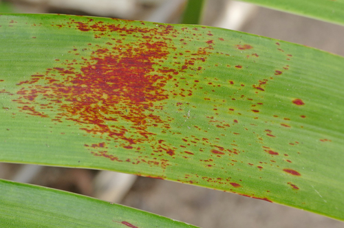 Representative image of Didymella